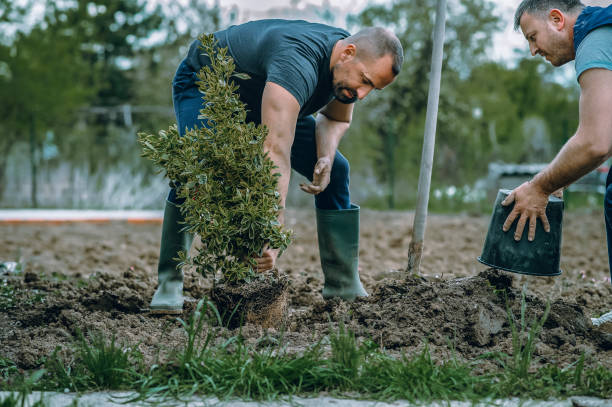 Trusted Old River Winfree, TX Tree Services Experts